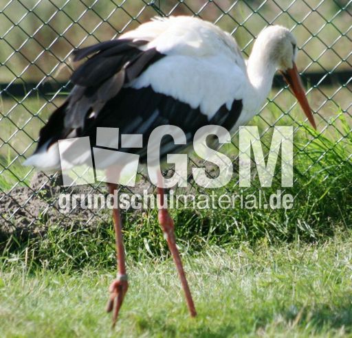 Weißstorch-11.jpg